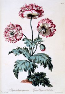 Papavero da giardino con semi neri, illustrazione da 
